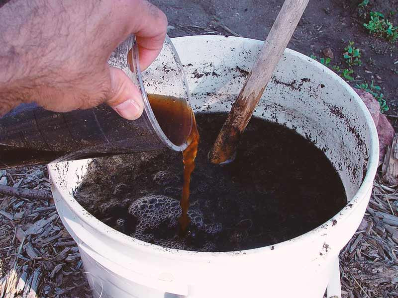 Самодельные удобрения для конопли