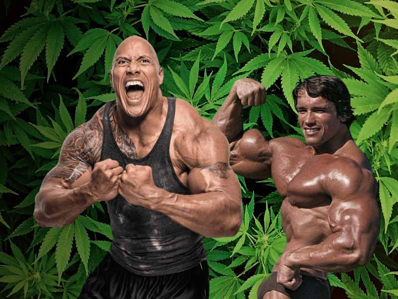 Влияние марихуаны на мышцы